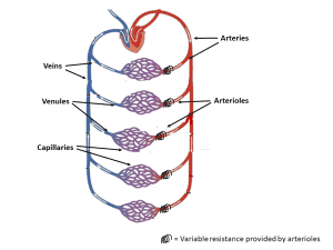 Understanding the Anatomy of the Cardiovascular System 2 blood vessels