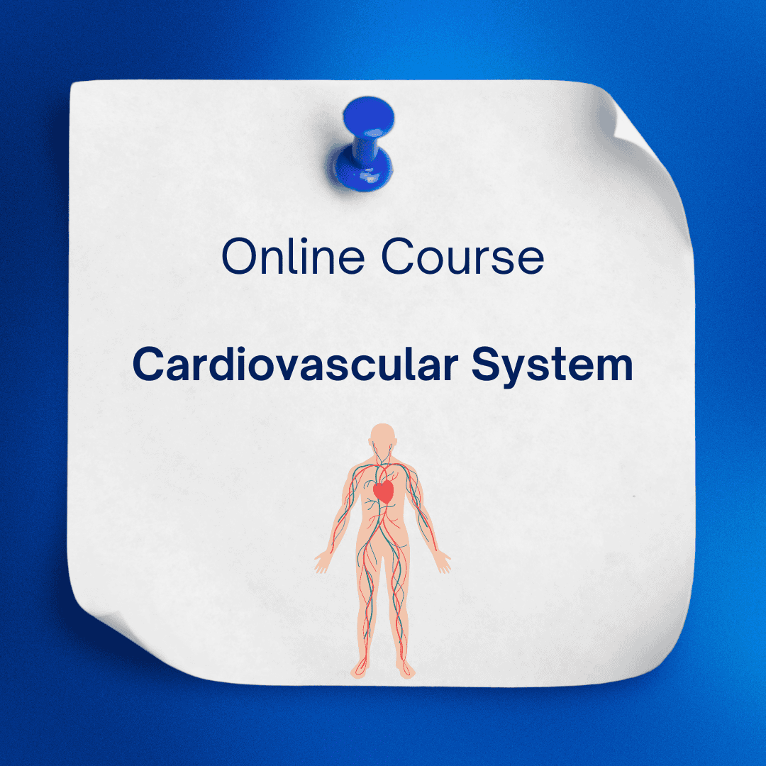 Cardiovascular System Demystified: A Comprehensive Overview