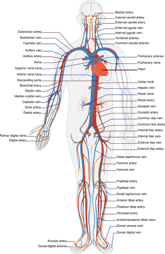 Cardiovascular System 6 a diagram of the circulatory system