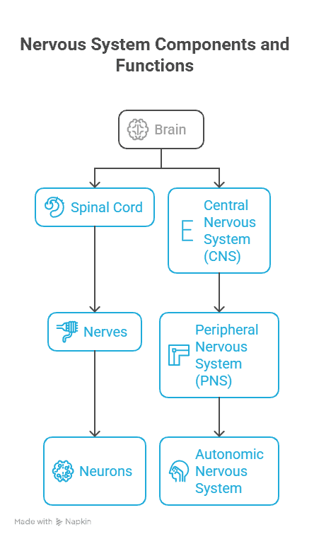 nervous system components