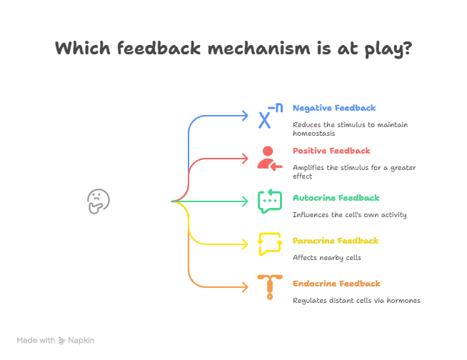 Endocrine System 3 Feedback Mechanisms