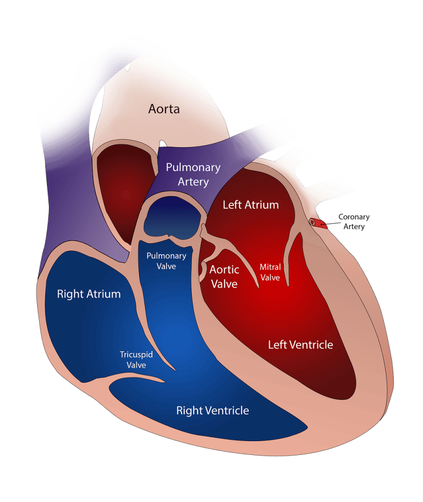 Cardiovascular System 4 heart 2222964 1280