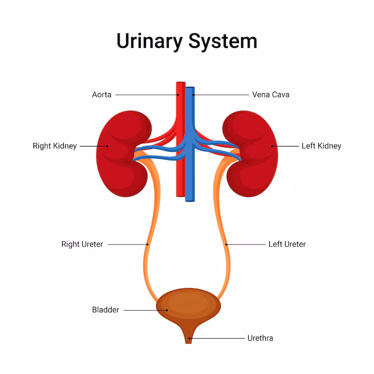 urinary system quiz