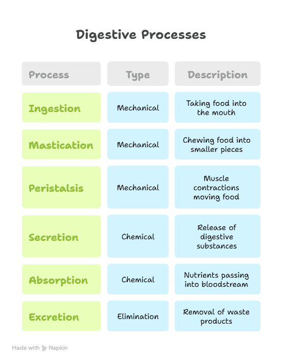 Digestive System 4 Digestive System Processes