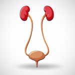 Kidney Quiz