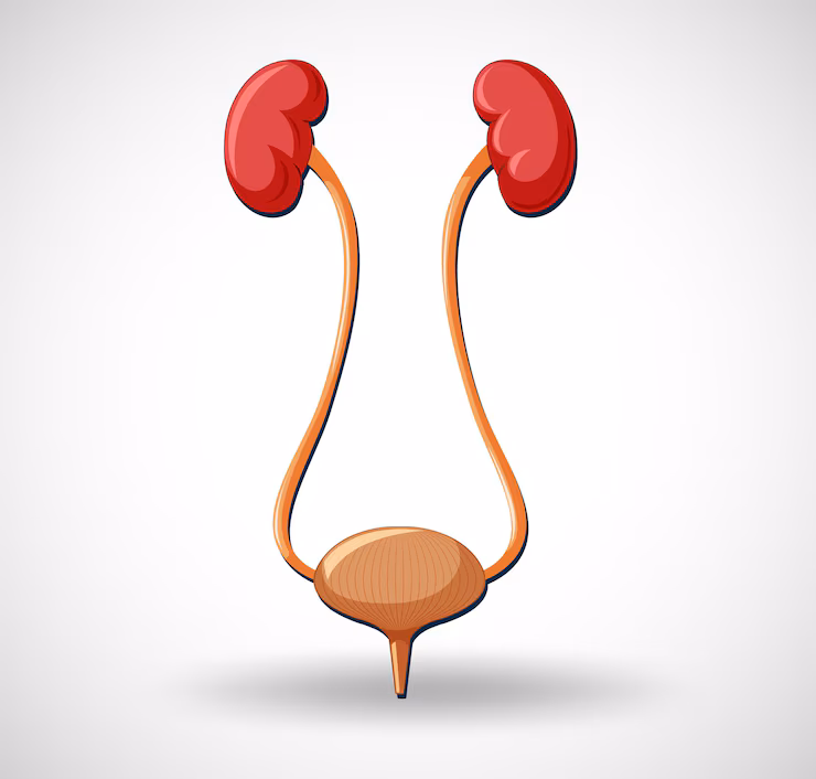 Kidney Quiz