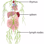 lymph system overview