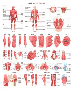 Introduction to the Muscular System 1 Muscle Map