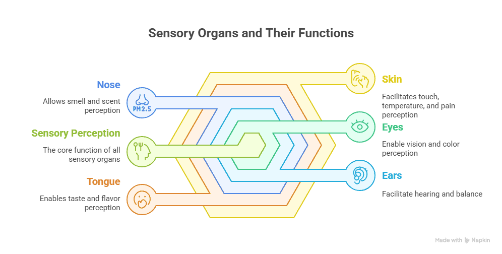 Sensory Organs and their functions