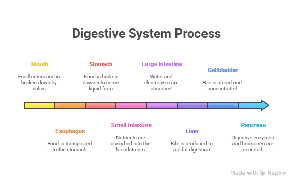 Digestive System 3 Digestive System Process
