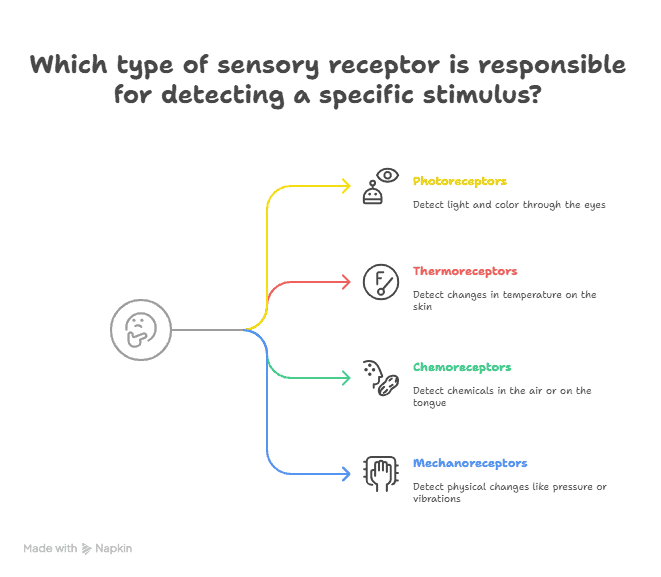 Sensory Receptor