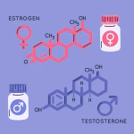sex hormones