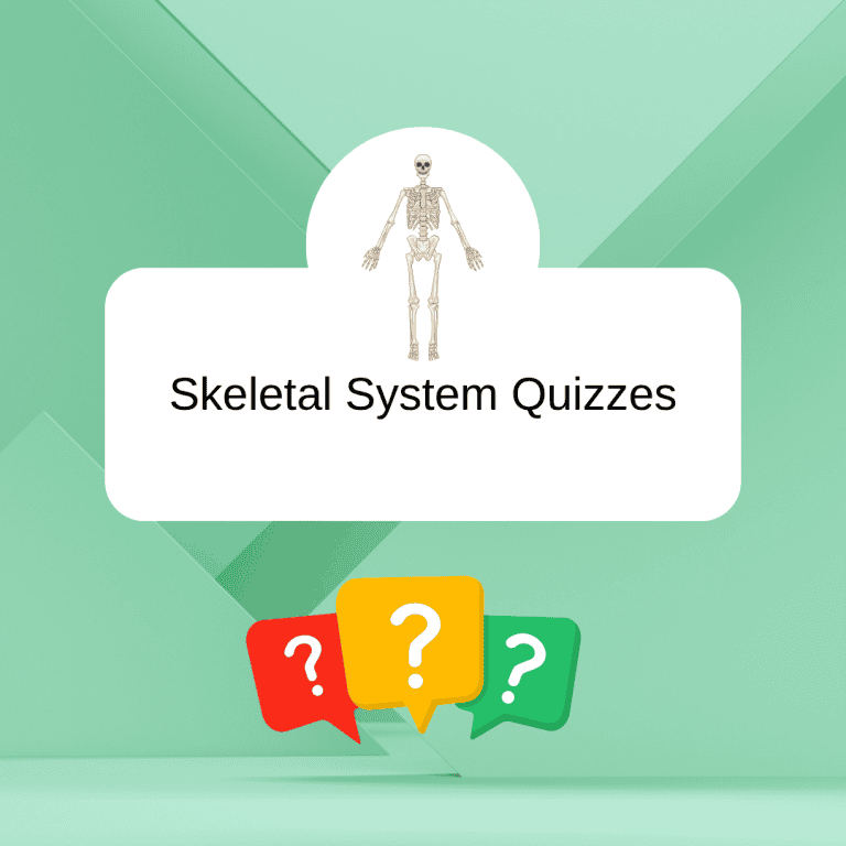 Skeletal System Quizzes