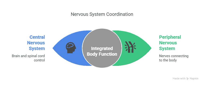 Nervous System Coordination