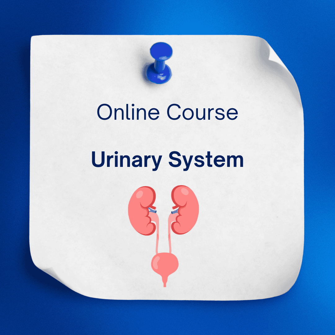 The Essentials of The Urinary System