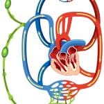 Lymphatic System Functions