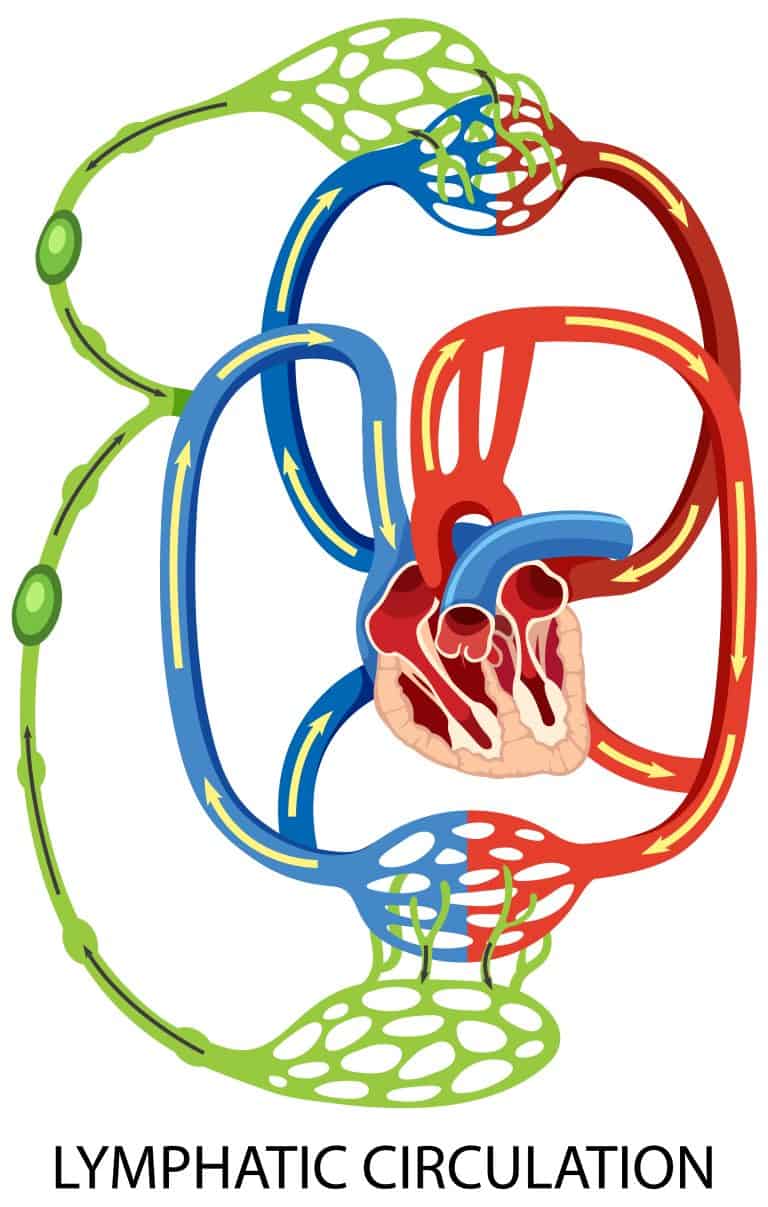 Lymphatic System Functions